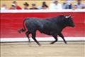 Jose Antonio Pinto (110)